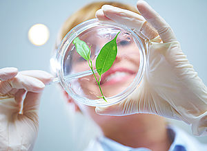 Woman examining parts of a plant in a petri dish |BSN - a project of Interreg Baltic Sea Region (photo: Panthermedia/yanlev)