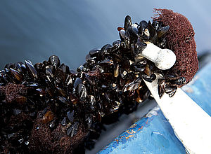 farmed mussels | BalticBlueGrowth - a project of Interreg Baltic Sea Region (photo: Malin Gustafsson Kalmar municipality)
