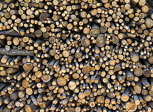 A stack of branches from the side | Baltic ForBIO - a project of Interreg Baltic Sea Region (photo: Panthermedia/Insung Choi)