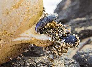 Mussel-grown and sand-drenched buoy lies on rocks. | COMPLETE - a project of Interreg Baltic Sea Region (photo: Panthermedia/LAMeeks)