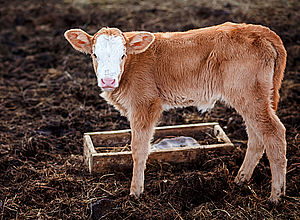 A calf standing on a field is seen from the side. On its other side is a square trough | MANURE STANDARDS - a project of Interreg Baltic Sea Region (photo: Panthermedia/maynagashev)
