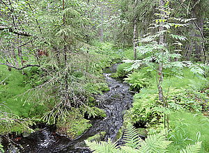 Runnel in a forest | WAMBAF - a project of Interreg Baltic Sea Region (photo: Leena Finer)