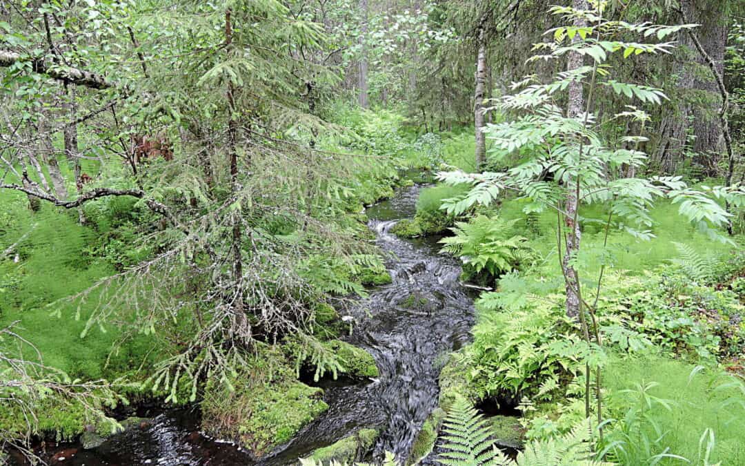 Water Management in Baltic Forests