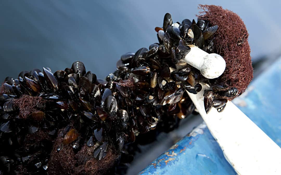 Baltic Blue Growth – Initiation of full scale mussel farming in the Baltic sea