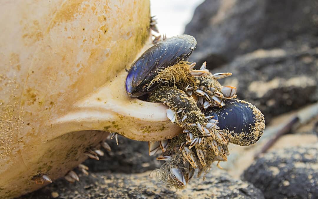 Completing management options in the Baltic Sea Region to reduce risk of invasive species introduction by shipping