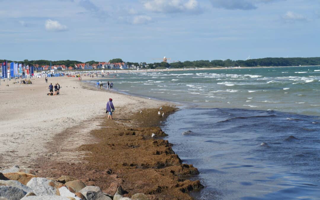 Baltic Beach Wrack – Conversion of a Nuisance To a Resource and Asset