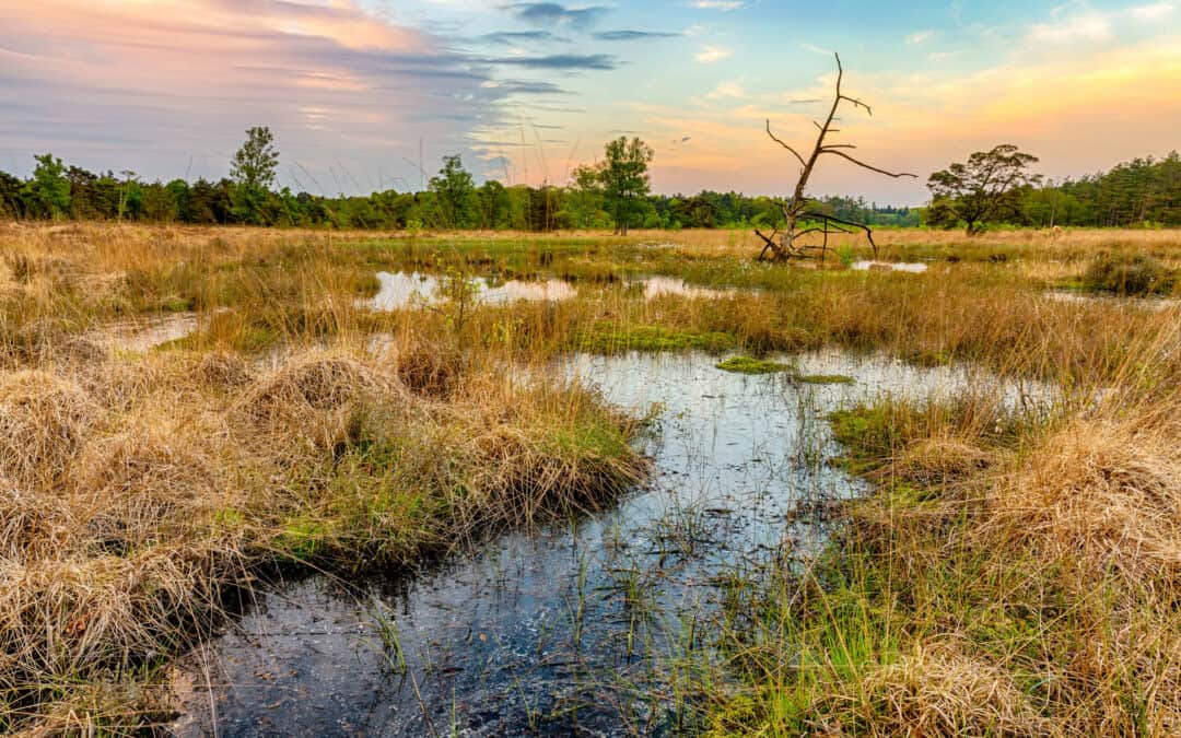 Development of Sustainable (adaptive) peatland management by Restoration and paludiculture for nutrient retention and other ecosystem services in the Neman river catchment