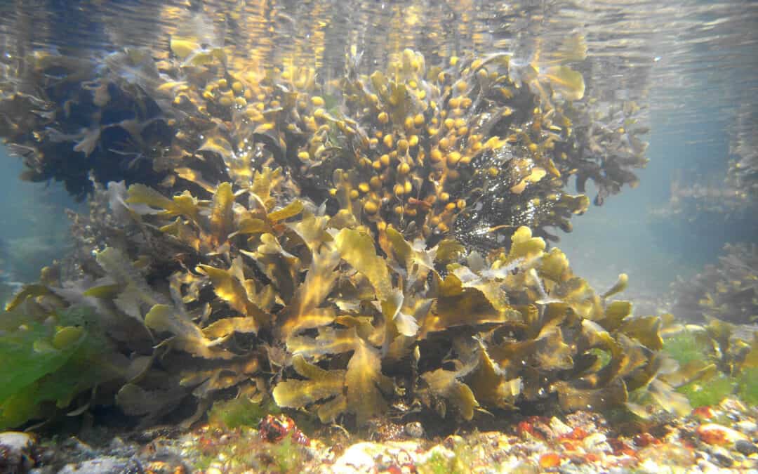 Growing Algae Sustainably in the Baltic Sea