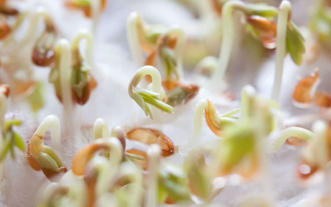 Join with us the Consultation for the European Parliament Pre-legislative synthesis briefing on Sustainable food systems