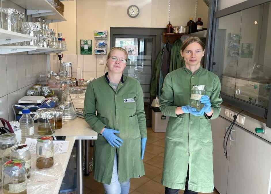 We are testing samples collected during the pilot studies