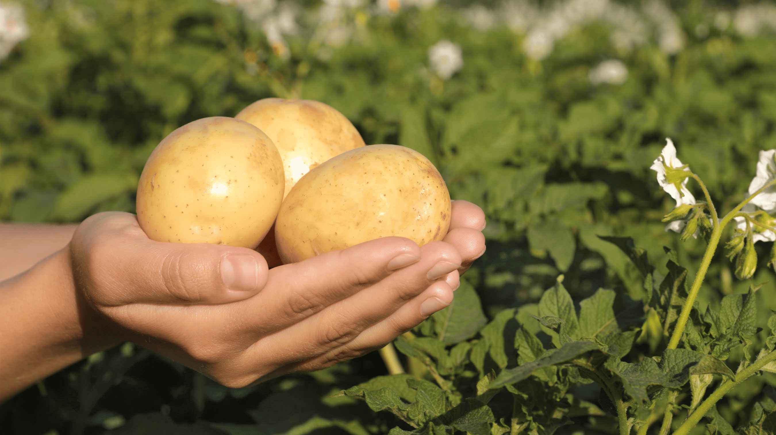 joined hands holding three potatoes in a field