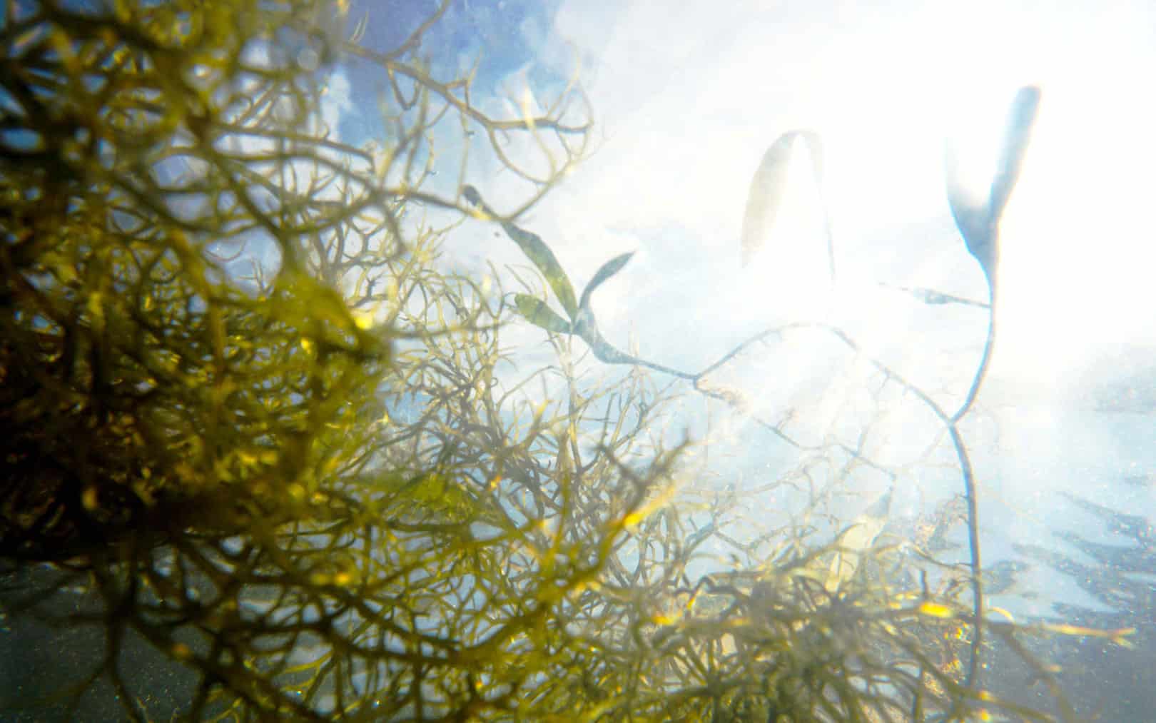 An underwater view of seaweed and aquatic plants, with sunlight filtering through the water above.