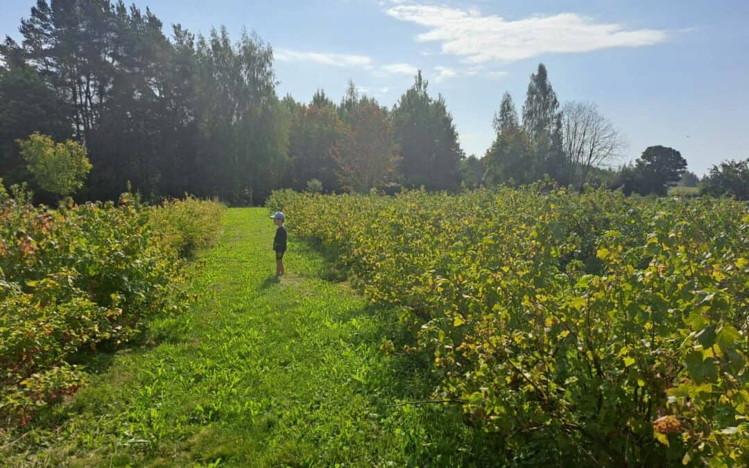Practical Testing of the tool “Learning dialogue for farmers and caterers” by Development Centre of Võru County, Estonia