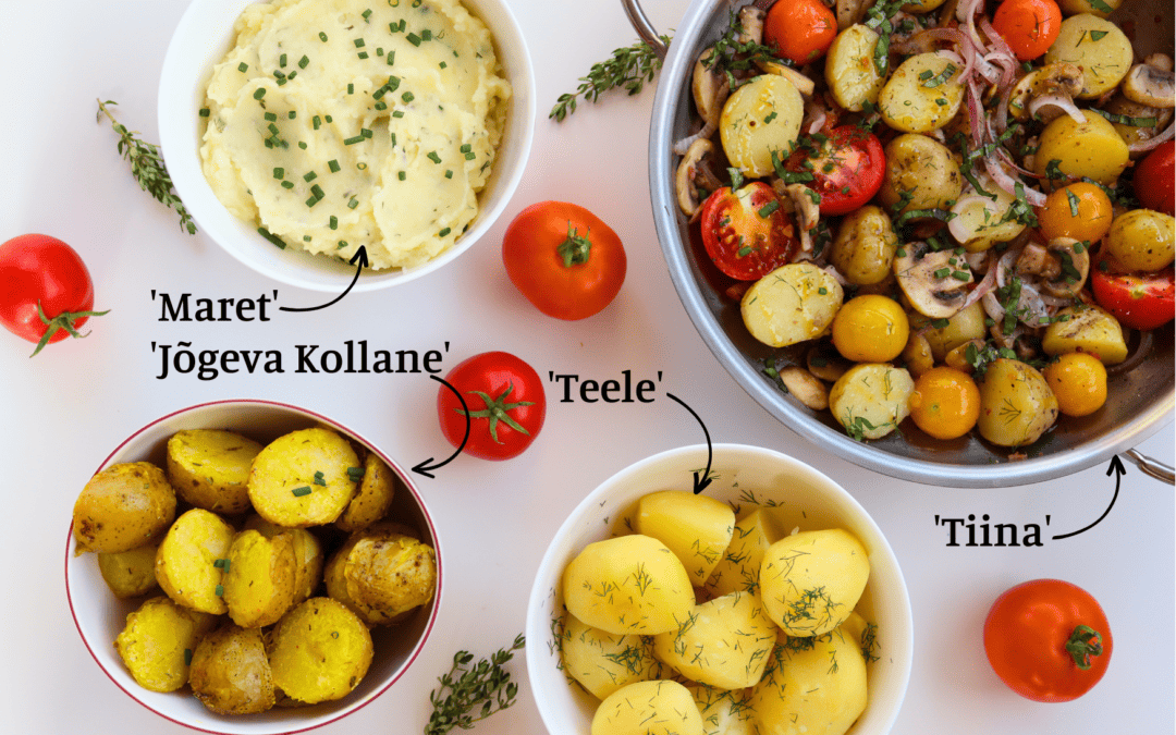 Preserving Heritage and Identity: The MainPotRe Project and Potatoes in Our Region