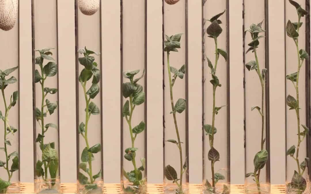 Bridging the Gap: MainPotRe Project’s Exploration of IPK Potato Gene Bank