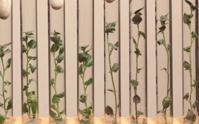 Bridging the Gap: MainPotRe Project’s Exploration of IPK Potato Gene Bank