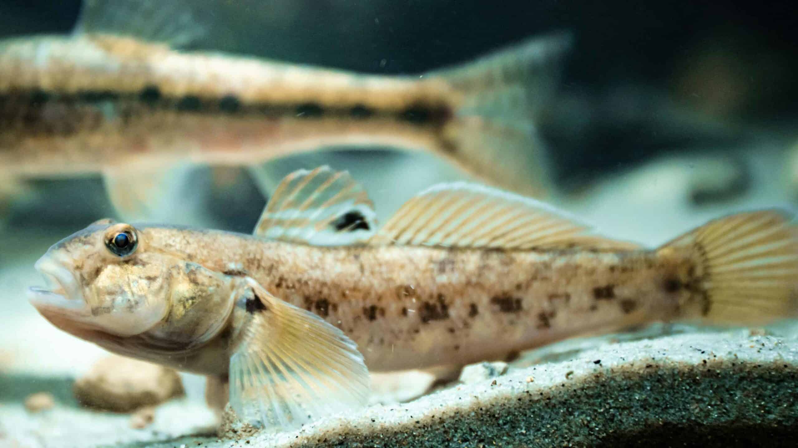 RoundGoby - Interreg Baltic Sea Region