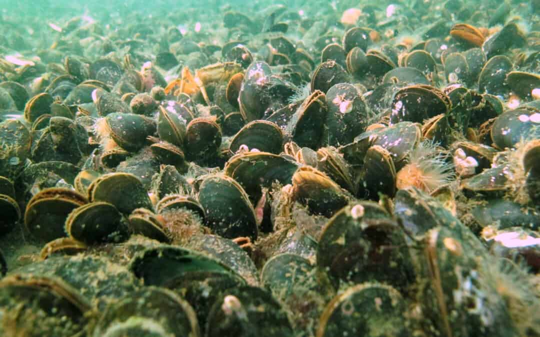 Blue Green Bio Lab Case Story – Skive, Denmark