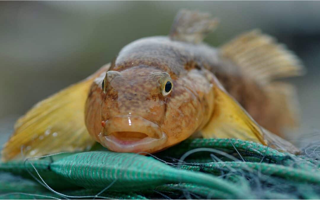 RoundGoby featured on Swedish Radio