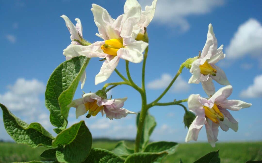MainPotRe activities encourage local communities to discuss potatoes as a part of the identity and image of Priekuļi