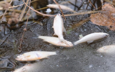 Mass fish death in the pilot lake call for urgent water treatment