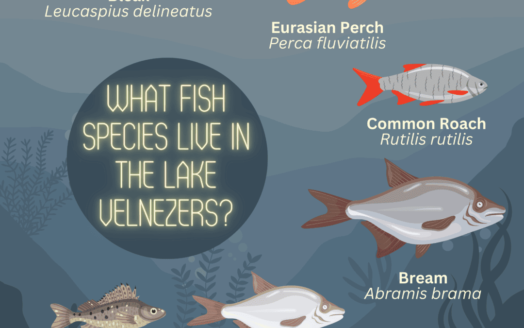 Preliminary survey reveals tough conditions for fish populations in Lake Velnezers
