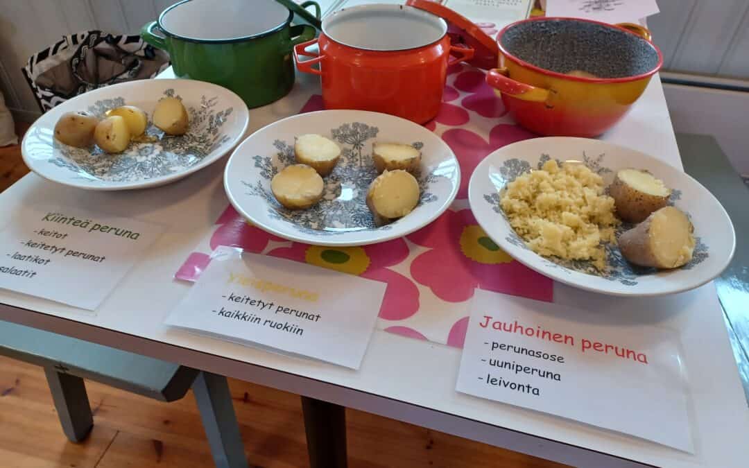 Heritage potato day in the Kupittaa Allotment Garden