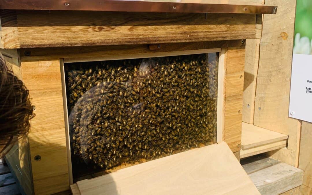 Project story: Beekeeping expands with knowledge garden