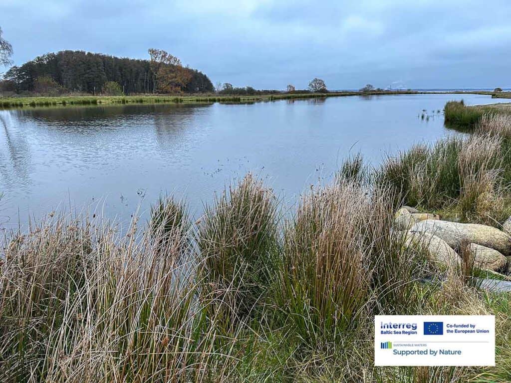 A pond in a wetland