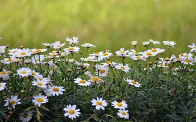 Nature in my Neighbourhood – a Transition Arena in Uusikaupunki, Finland