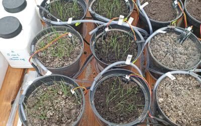 Greenhouse trials of recycled nutrient fertilizers in progress