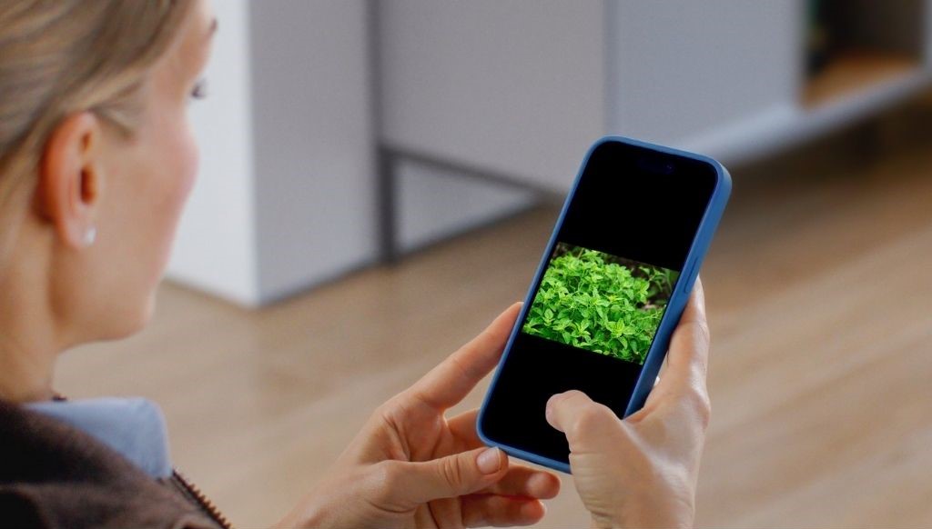 Can plants send warning signals? Thanks to PlutoF – a powerful biodiversity tracking tool – the answer is yes!
