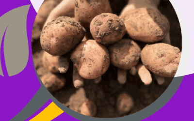 Information material of the advantages of certified seed potatoes is now available in Finnish