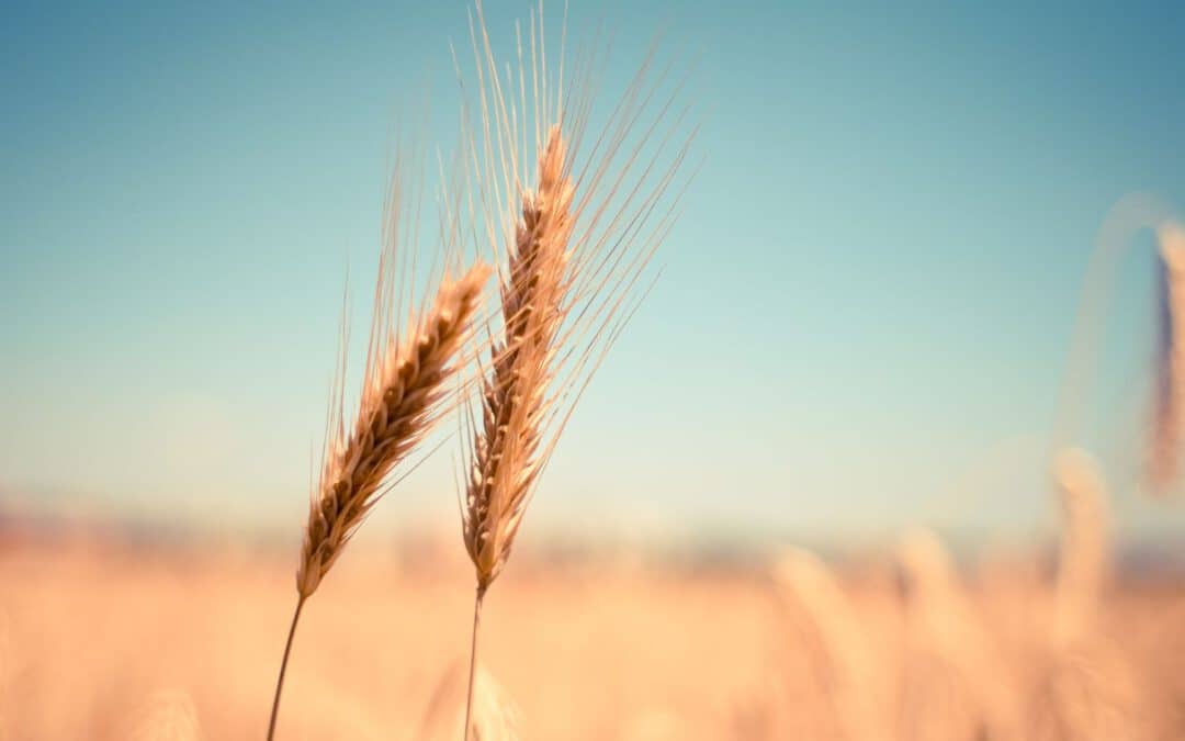 🎬 In the field with the PestSpace team – How we document crop diseases?