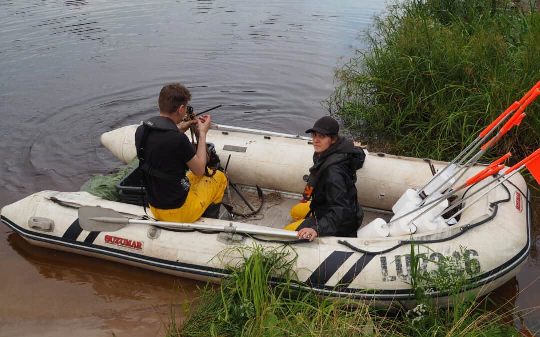 Final Fish Survey in Lake Velnezers