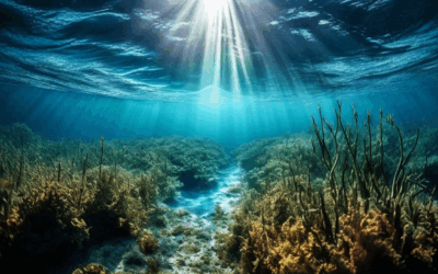 Integrating Ecosystem Services into Maritime Spatial Planning