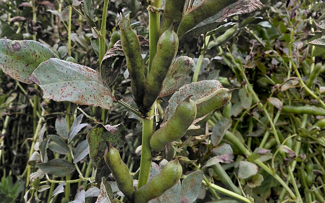 Finnish PestSpace Locations in Inkoo, Southern Finland