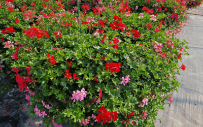 Pilot 3. Breaking barriers for reclaimed water use