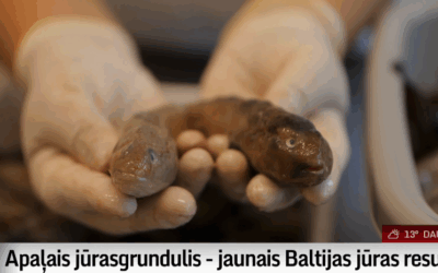 RoundGoby featured on Latvian TV