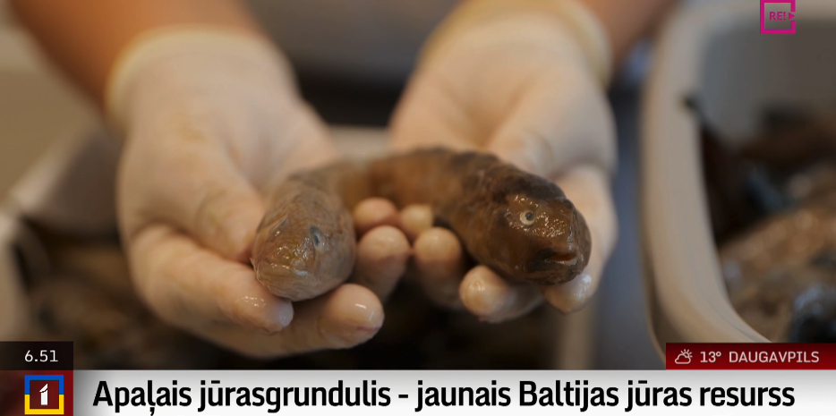 RoundGoby featured on Latvian TV