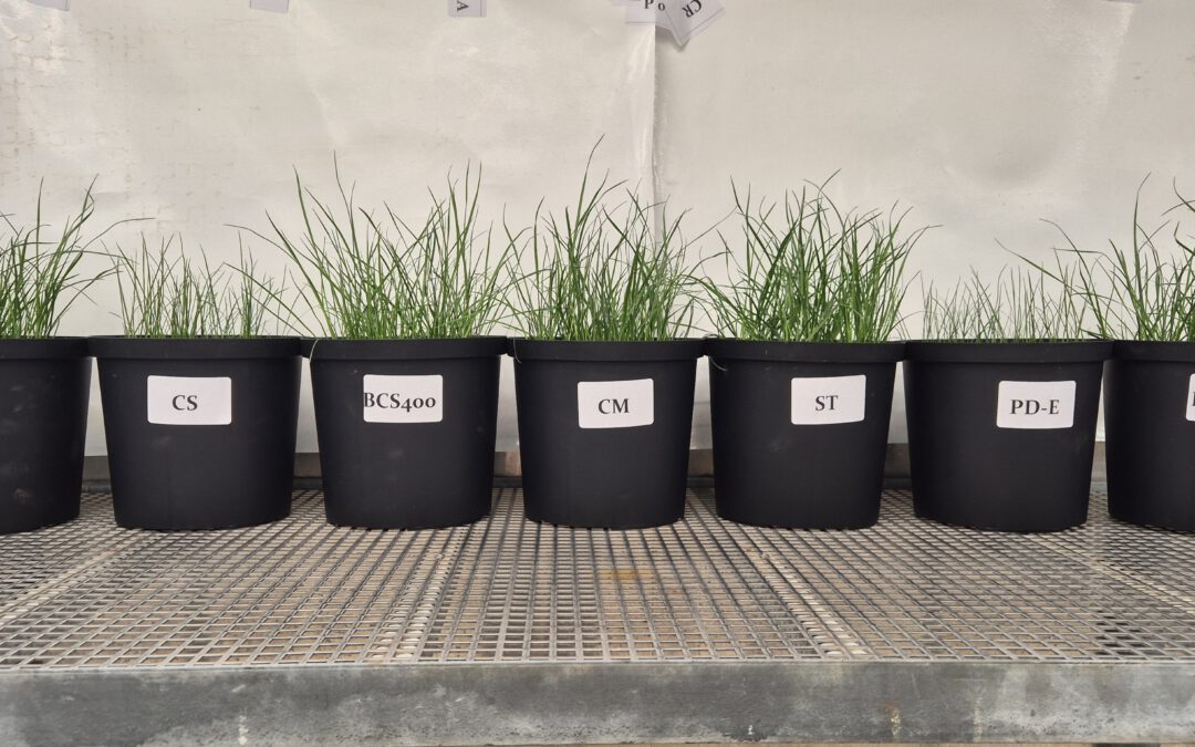 How effectively do plants use phosphorus from recycled nutrient fertilizers? New CiNURGi results available