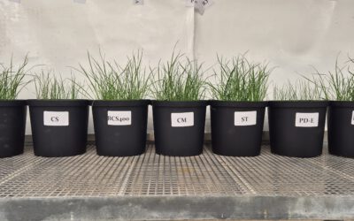 How effectively do plants use phosphorus from recycled nutrient fertilizers? New CiNURGi results available