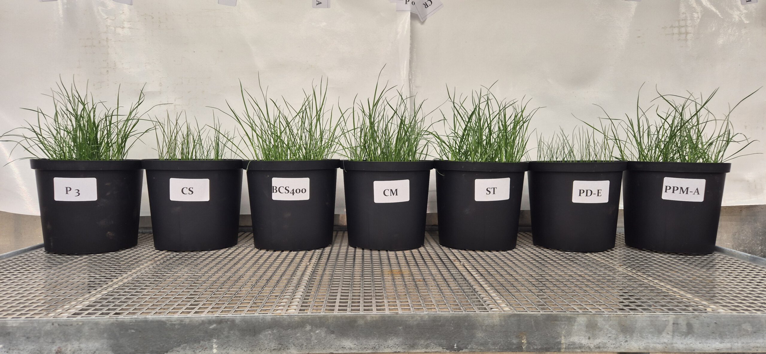 Samples lined up at pot experiment