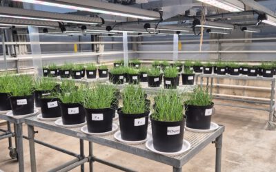 The Agronomic Value of different Recycled Nutrient Fertilizers