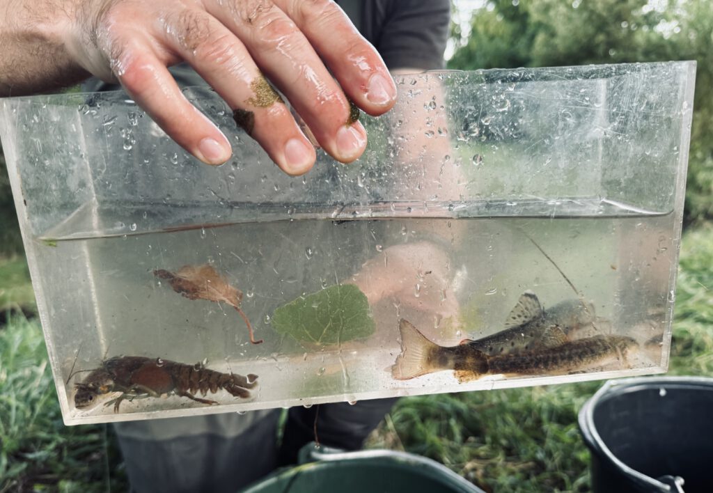 Fish in a plastic box.