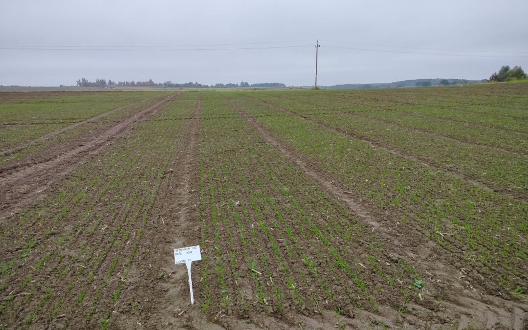 Experimental Field in Wrócikowo, Poland