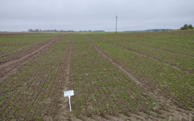 Experimental Field in Wrócikowo, Poland