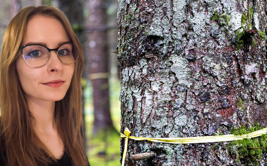 Spruce Bark Skincare Innovation