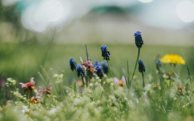 🎥Faba Bean Yield Quality Analysis — Work Within the PestSpace Project