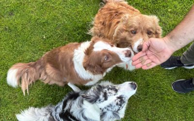 Can Round Goby Win Over Dogs  – and Their Owners?